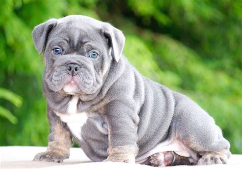 79 I Want To Buy A English Bulldog Puppy Pic Bleumoonproductions