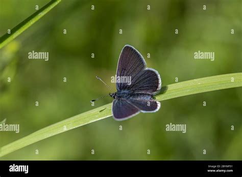 Small Blue Butterfly Cupido Minimus Male Uk Stock Photo Alamy