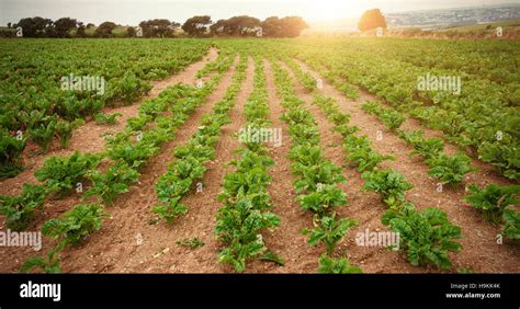 Green Plantation On Field Stock Photo Alamy