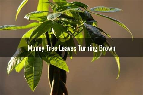 We did not find results for: Money Tree Turning Yellow, Brown, White or Black - Ready To DIY