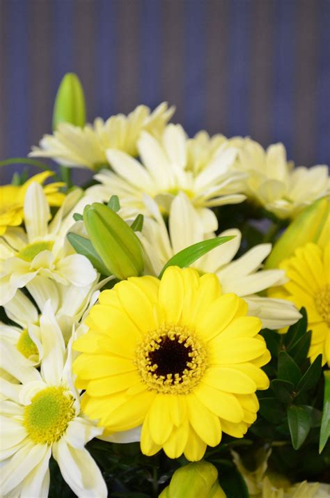 For more information email our trade sales team at: yellow (With images) | Fresh flowers online, Buy flowers ...