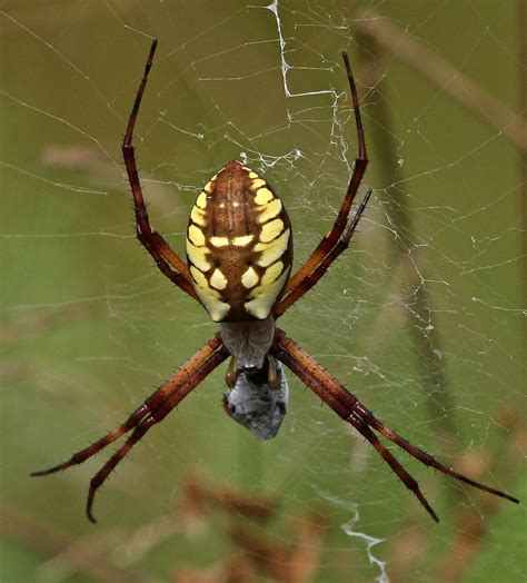 Yellow Garden Spider Argiope Aurantia Extremely Sharp Im Flickr