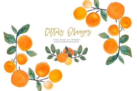Orange Clip Art Oranges Clipart Fruits Floral Border By Sunflower