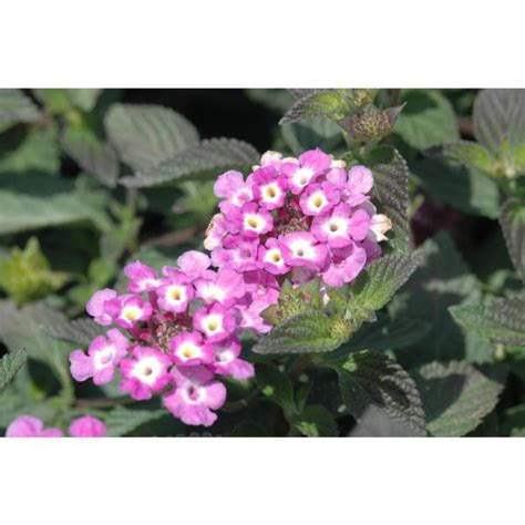 Cool weather can be hard to garden in because you never know how long it will last. Costa Farms 1 Qt. Purple Lantana Flowers in Grower Pot (8 ...