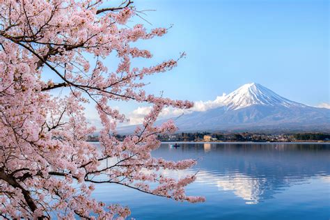 David fairchild, who worked for the u.s. Where To See Beautiful Cherry Blossoms Around The World ...