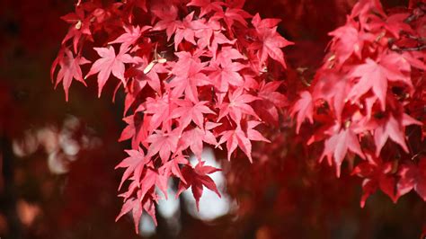 Japanese Maple Tree Branches Leaves Red Plant 4k Hd Nature Wallpapers