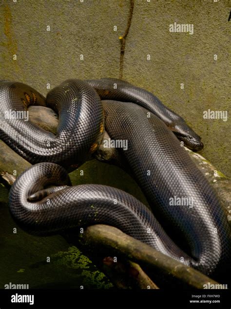 Anaconda Snake Resting On A Tree Stock Photo Alamy