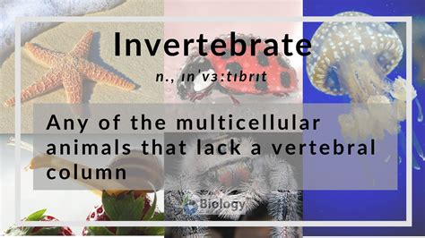 Invertebrate Definition And Examples Biology Online Dictionary