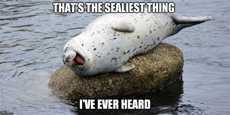 Laughing Seal Imgflip