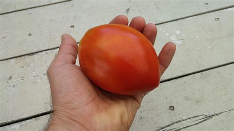 Amish Paste Tomato Heirloom Seeds From Seeds For Generations