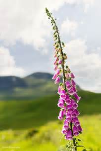 Scottish Wild Flowers Along The A82 Leavesnbloom Gardening And Photography