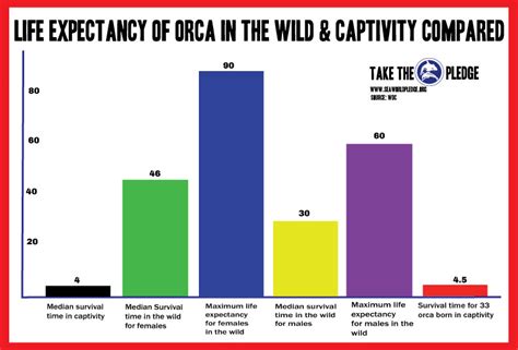 Life Expectancy Orca In Wild Vs Captivity Swp