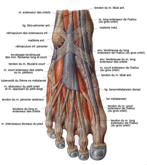 Les Muscles De La Jambe Et Du Pied Planches Anatomiques