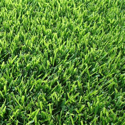 Best Grass For Lawn Choose The Right Grass For Lawn