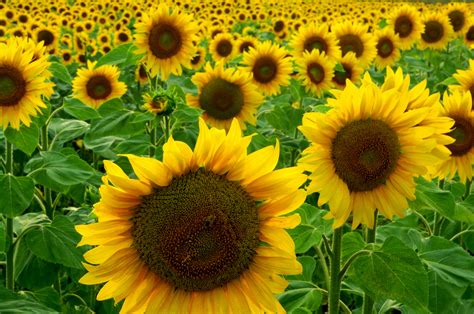 Growing Sunflowers How To Grow And Care For Sunflower Plants The