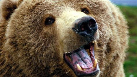 Grizzly Bear Wallpapers Images Photos Pictures Backgrounds