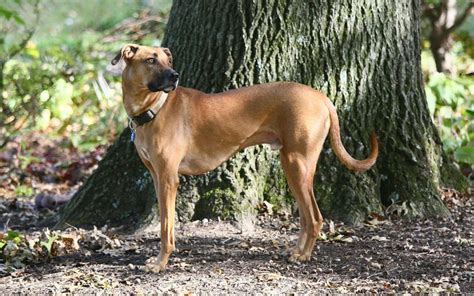 The Black Mouth Cur Complete Guide And Facts Animal Corner
