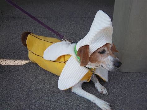 Cute Animals Dog Halloween Costume Banana De Mi Cabeza A