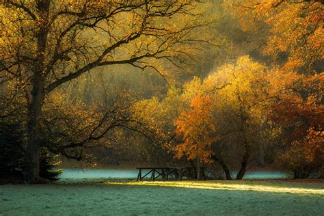 Landscape Nature Sunlight Fall Morning Trees Grass Frost Park