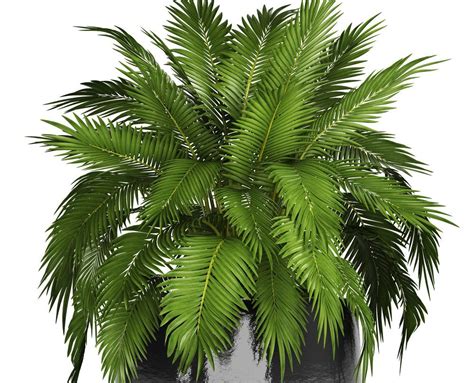 15 Perfect Small Florida Palm Trees Florida Palm Trees Palm Trees