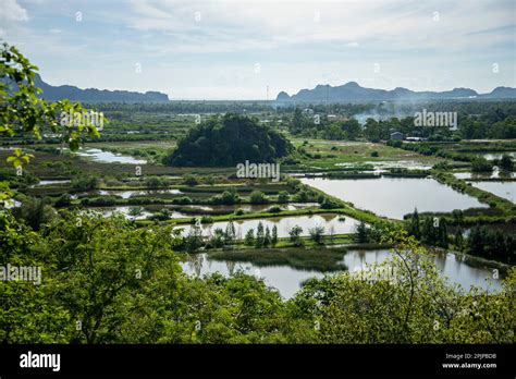 Prawns And Shrimp Farms In The Nature And Landscape At The Village Of