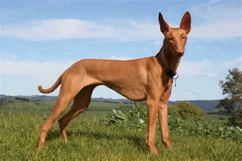 Pharaoh Hound Puppies for Sale from Reputable Dog Breeders