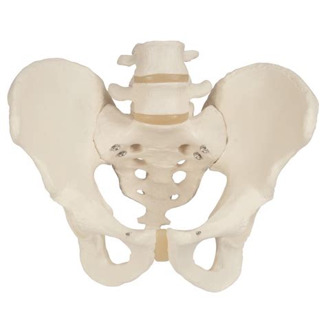 Male Pelvic Skeleton Anatomical Model Performance Health