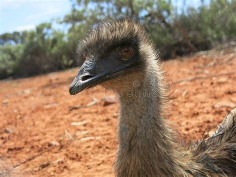 Emu Australia Stock Photo Image Of Adelaide Legs Closeup 65769394
