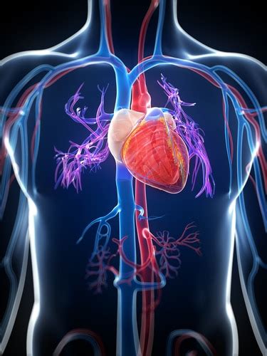 The heart is a powerful muscle that pumps blood throughout the body by means of a coordinated contraction. Cardiac Myofilament Protein Isoforms: Diagnostic ...