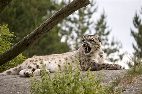 Angry Snow Leopard Actually He Was Just Jawning But He Su Flickr