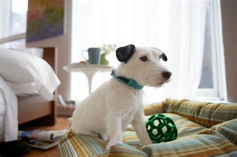 Food, accessories, vet and grooming services. Introducing a New Dog to Your Home - The Dogington Post