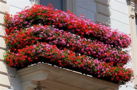 Surfinia (petunia ricadente) surfinia, detta anche la petunia ricadente, è un'autentica regina delle cascate floreali. Coltivare gerani | Gerani, Fiori da balcone e Coltivare
