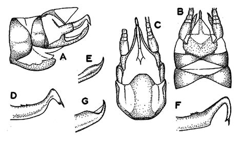 Odontoperla Schneiderae A E A Lateral View Of Male Genitalia B