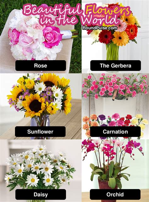It's a very pretty flower typical of the. You Know the types of flower name with images ? Find the ...