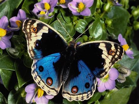 Beautiful Butterfly Pictures 2013 Wallpapers
