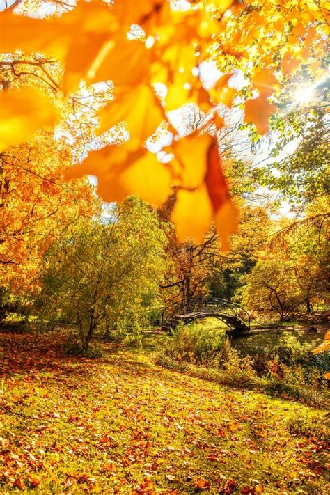 Autumn Fall Scene With Falling Leaves Stock Photo Image Of Autumn