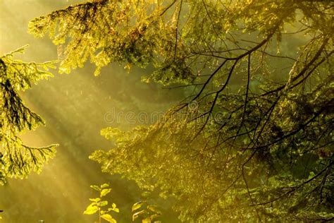 Rays Of Light At Dawn In A Coniferous Forest Stock Photo Image Of