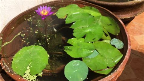 How To Care Water Lily 🎏 Youtube