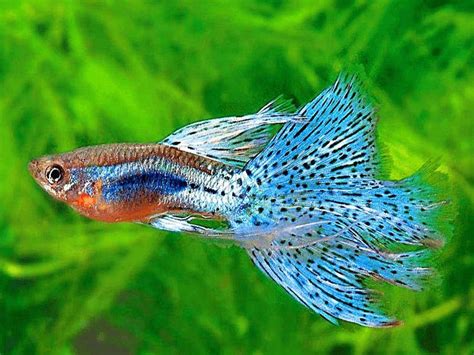 √ 35 Different Types Of Guppies In The World With Beautiful Pictures