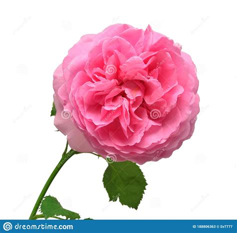 Pink English Rose Of David Austin Isolated On White Background Macro