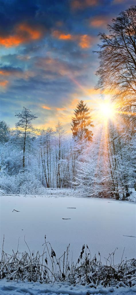 1125x2436 Sunbeams Landscape Snow In Winter Trees 4k