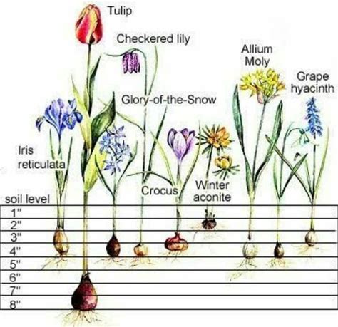 How To Plant Flower Bulbs A Step By Step Guide Herb Garden Planter