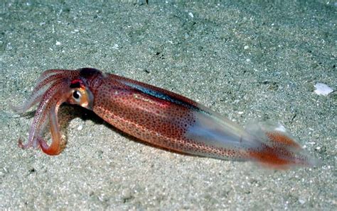 Einem forscherteam ist es gelungen, videoaufnahmen des scheuen tintenfischs in seinem natürlichen lebensraum zu machen. Natur bewegt! Der schlaue Oktopus erobert das Land ...