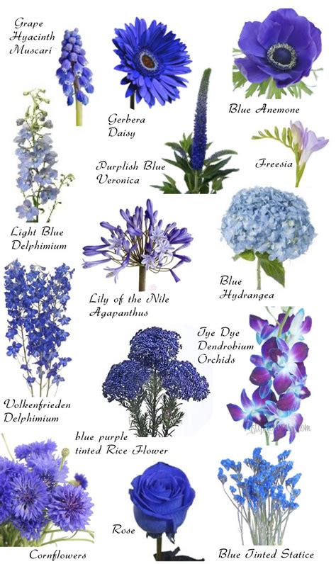 Flower Names By Color Blue Wedding Flowers Flower Names Flowers
