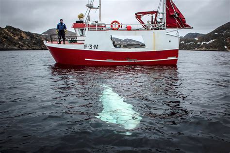 Russian ‘spy’ Whale Hvaldimir Spotted Off Sweden Coast Politics News Wnews247