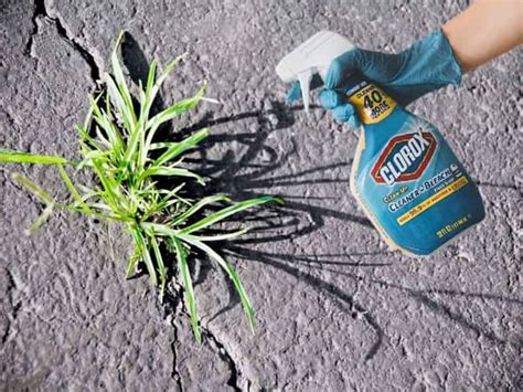 50 Shocking Facts How Much Bleach Spells Doom For Plants Unveiled 2024