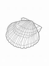 Coloring Seashell Shell Printable Shells Sea Scallop Seashells Drawing Sheets Beach Patterns Colouring Template Bestcoloringpagesforkids Adult Outlines Ocean Templates Line sketch template