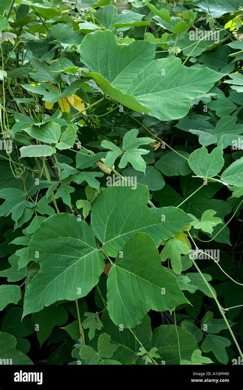 Kudzu Vine Growing Closeup Of Leaves Florida Stock Photo Alamy