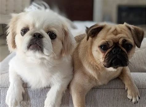 20 Dogs That Are Mixed With Pekingese The Paws