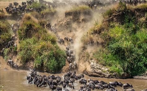 10 Interesting Facts About The Masai Mara Of Africa